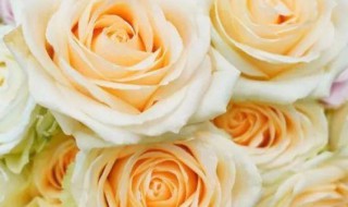 艾莎玫瑰的花语 艾莎玫瑰的花语和寓意19朵是什么
