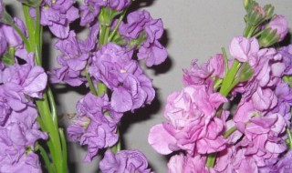 紫罗兰的花语（紫罗兰的花语和寓意）