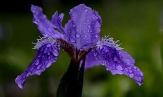 紫鸢花的花语 紫鸢花花语象征与寓意