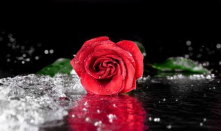 红玫瑰的花语是什么意思 粉玫瑰的花语是什么意思