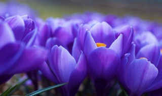 紫色郁金香花语 紫色郁金香花语和寓意