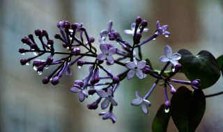紫丁香的花语是什么 紫丁香的花语是什么寓意
