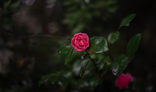 雨中赏花的心情说说 雨中赏花的心情说说句子