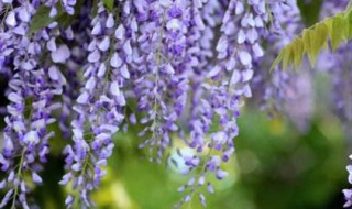 紫藤萝的花语 紫藤萝的花语和寓意