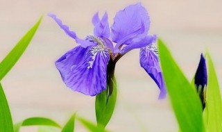 紫色鸢尾花花语 紫色鸢尾花花语是什么