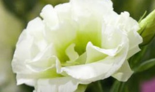 白色桔梗花的花语 绿色桔梗花的花语