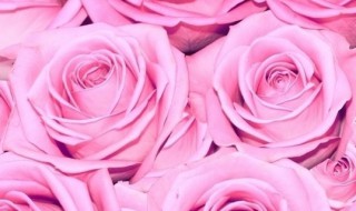 粉色玫瑰代表什么花语 粉色玫瑰花的花语是什么意思