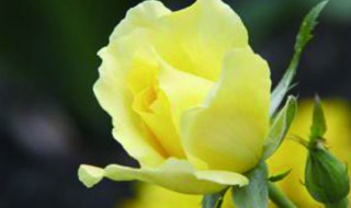 黄玫瑰代表什么花语（三朵黄玫瑰代表什么花语）