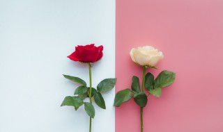 各种颜色玫瑰花语大全 1到99朵玫瑰的含义