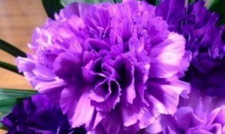 紫色康乃馨花语（紫色康乃馨花语和寓意）
