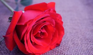 红色玫瑰花语（红色玫瑰花语和寓意及花语）