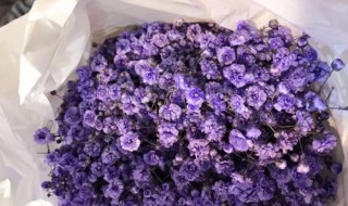 满天星紫色花语是什么 满天星紫色花语是什么意思