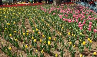 黄色郁金香花语 黄色郁金香花语和寓意是什么意思