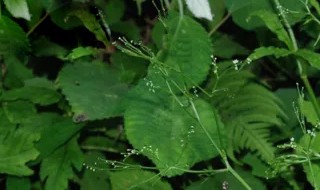 鸭儿芹怎么吃（鸭儿芹怎么吃图片）