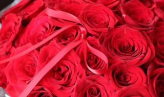 19支红玫瑰花语 19支红玫瑰花语代表什么意思呢