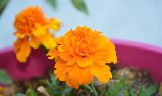 橙色康乃馨花语 9朵康乃馨花语是什么