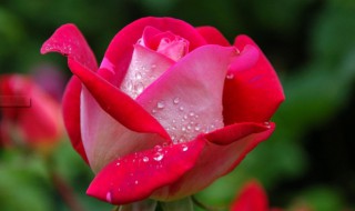 世界上最悲伤的十种花的花语 世界上十大最悲伤的花语
