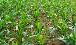 春玉米怎么种植 春玉米播种时最忌4个问题