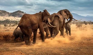 大象的寿命 大象的寿命是多少岁