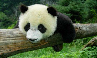 大熊猫的寿命 大熊猫的天敌