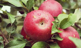 苹果功效与作用 苹果功效与作用营养价值