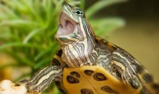 巴西龟的寿命（巴西龟的寿命一般多少年）