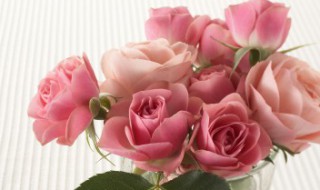 玫瑰花花语多少朵代表什么 1一100送花的含义