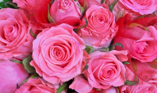 粉色玫瑰花代表的含义 粉色玫瑰花代表的含义和象征