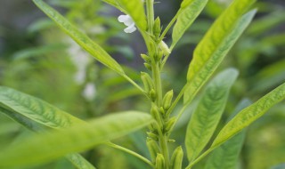 芝麻叶怎么炒着吃（芝麻叶怎么炒着吃）