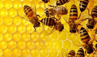 蜂胶的功效 蜂胶的功效与作用及副作用