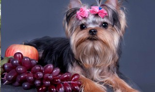 狗可以吃葡萄吗（狗吃了一两颗葡萄要紧吗）