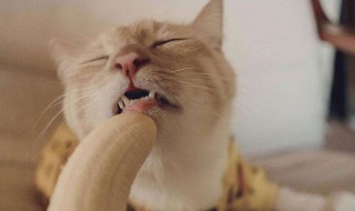 猫可以吃香蕉吗 猫可以吃香蕉吗幼猫