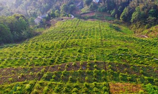 茶油树种植（茶油树种植距离是多少）