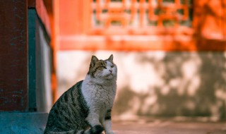 紫禁城有多少只猫 紫禁城有多少只猫咪