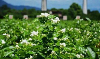 茉莉花种植 茉莉花种植季节是几月