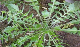 荠菜根可以吃吗（荠菜可以怎么吃）