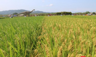 转基因和杂交最大区别 转基因和杂交最大区别是什么