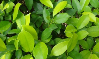 植物怎么种 饥荒巨大化植物怎么种