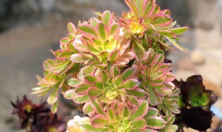 法师开花后砍到什么位置 法师开花怎么处理