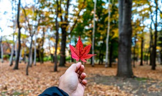 枫树会开花吗 枫树是吉树还是凶树