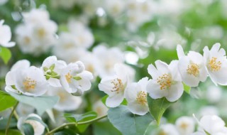 茉莉的花语和寓意 茉莉的花语和寓意和象征