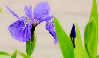 鸢尾花的寓意和花语 鸢尾花寓意着什么