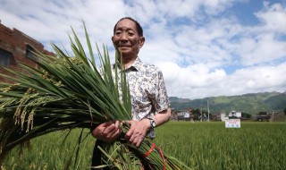 杂交水稻之父袁隆平是哪里人（杂交水稻之父——袁隆平）