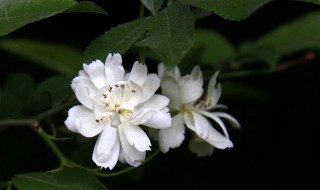 木香花四季开花吗 木香花四季常青吗