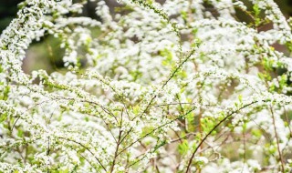 雪柳开完花还能活吗 雪柳开完花还能活吗图片