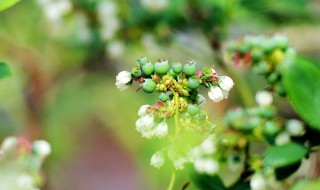 蓝莓开什么颜色的花 蓝莓开什么颜色的花图片