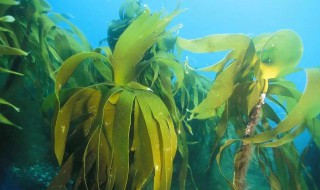 海底里的植物海带和海草的特点（海底植物海带的介绍）