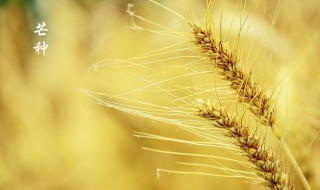 芒种节气谚语（芒种节气谚语有什么）