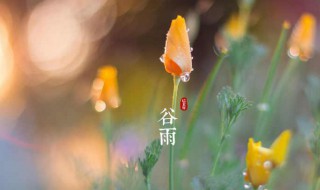 谷雨节气吃什么 谷雨节气吃什么菜好