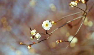 立春节气是什么意思（立春节气是一年的哪几天）